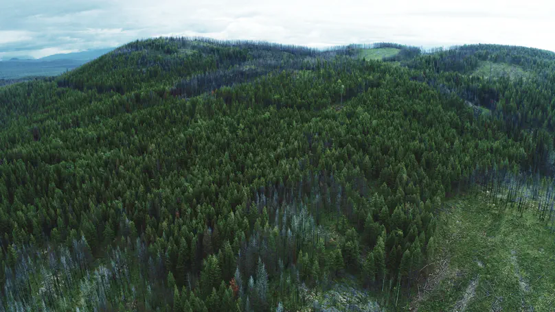 New study shows past variability can help forests deal with climate change